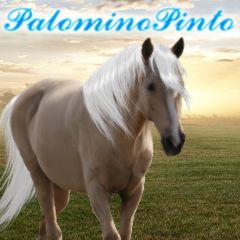 PalominoPinto1_zpsfeyet5b6.jpg