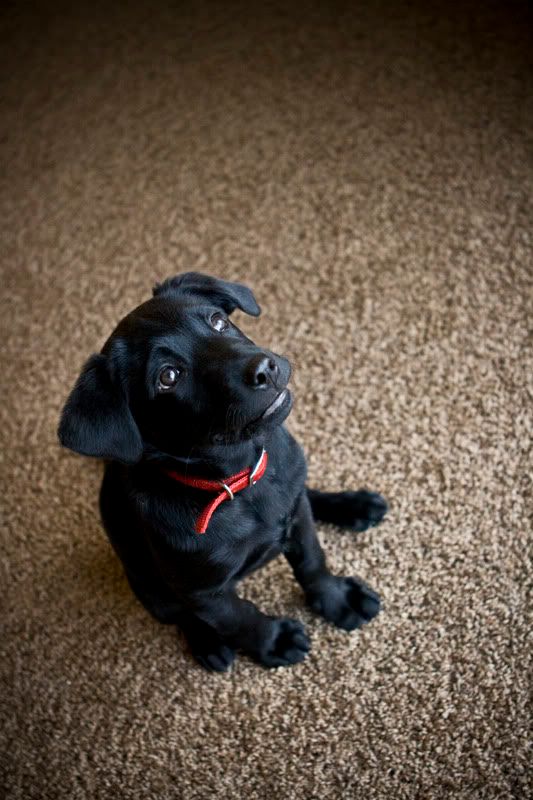 Black lab puppy