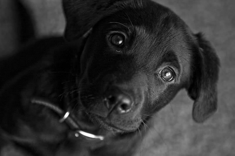 Black lab puppy
