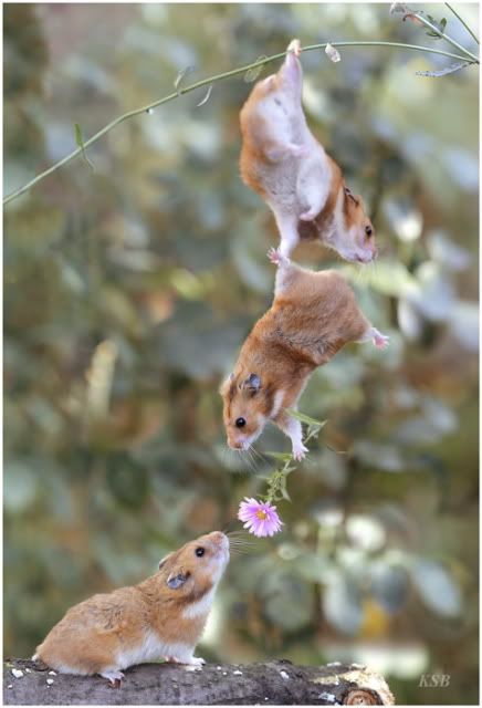 gerbils Pictures, Images and Photos