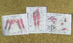 Trigger Point Massage Charts Set 2