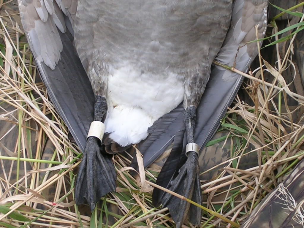 Official band thread Michigan Sportsman Forum