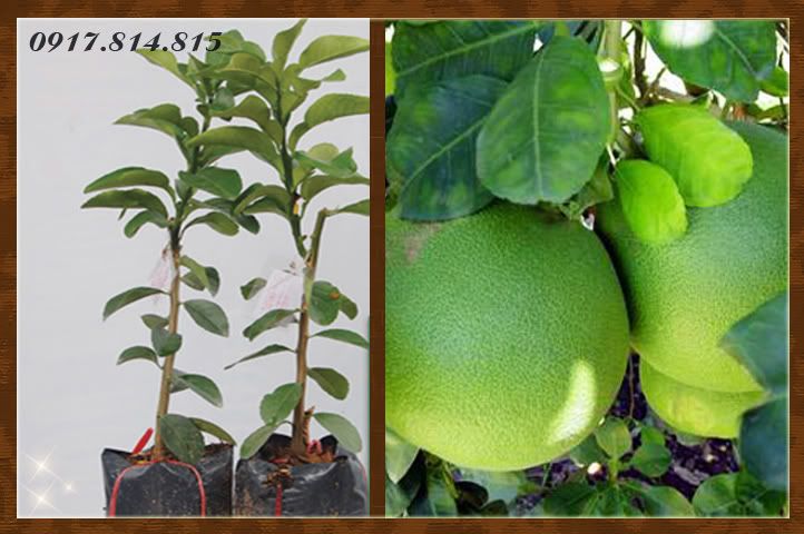 Cây giống: cây ăn trái và hoa kiểng giá sỉ - 26