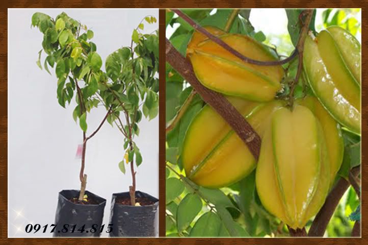Bán cây giống: cây ăn trái và hoa kiểng giá sỉ