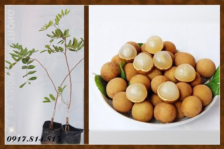 Bán cây giống: cây ăn trái và hoa kiểng giá sỉ