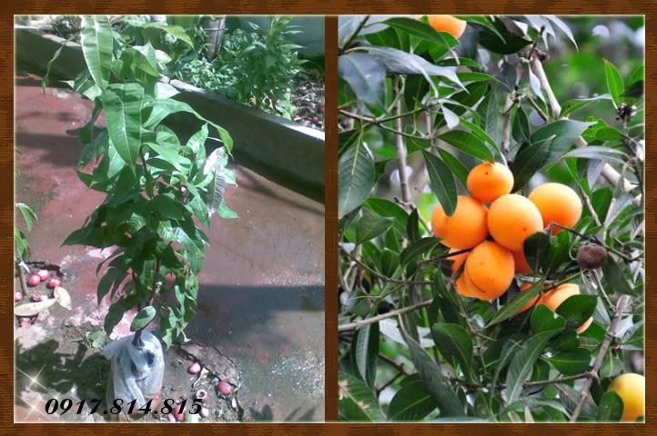 Cây giống: cây ăn trái và hoa kiểng giá sỉ - 8
