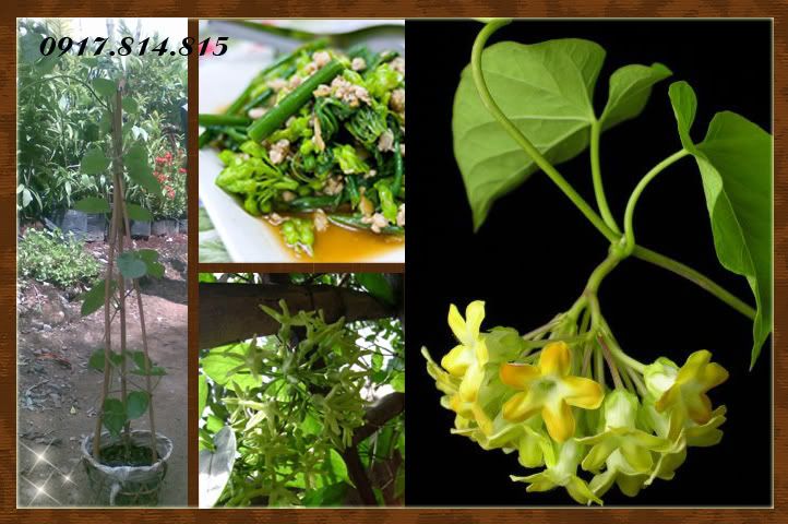 Cây giống: cây ăn trái và hoa kiểng giá sỉ - 31