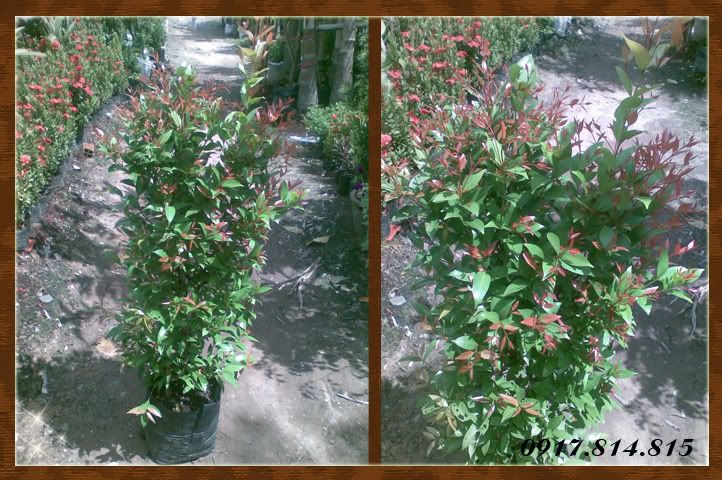 Cây giống: cây ăn trái và hoa kiểng giá sỉ - 37