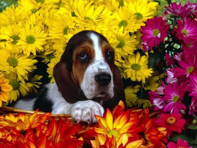 BassetHound.jpg Basset Hound image by StephanieandJesse92
