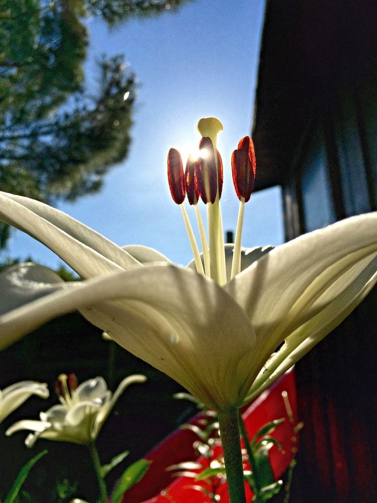 79F2F9B6-8F0B-48F5-84CB-694DAC514225_zps