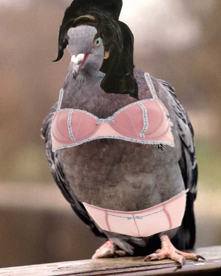 pigeonp.jpg