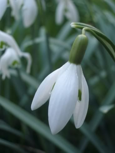snow drop Pictures, Images and Photos