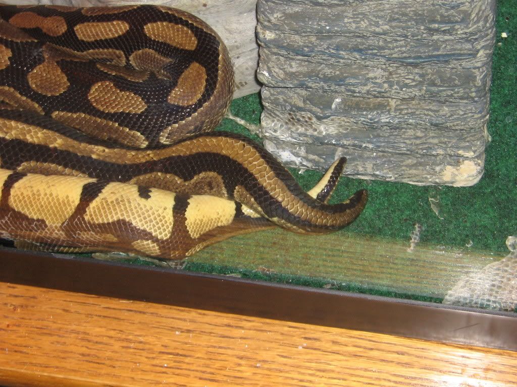 Ball Pythons Mating? • Bearded Dragon . org