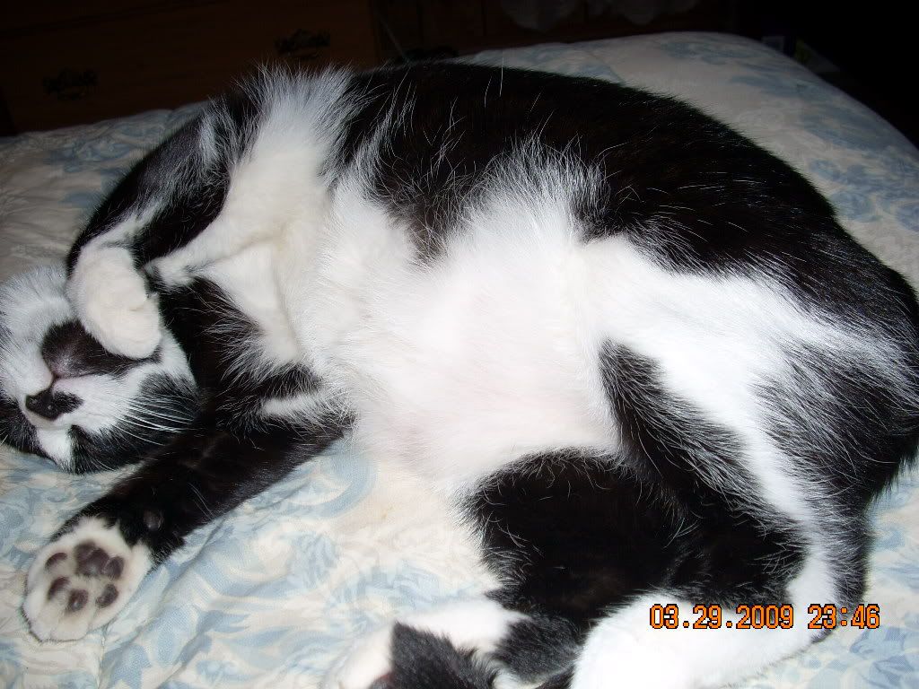 cat046 - Show Posts - Raquelproud boholana cat046 - Show Posts - Raquelproud boholana