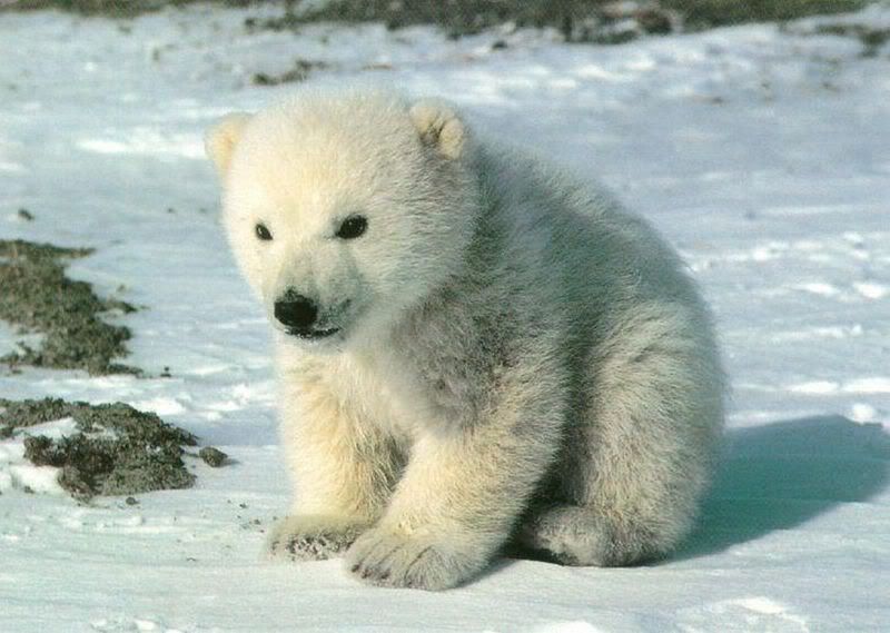 polar bear