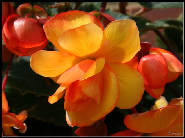 Begonia Orange by cycoze1 1