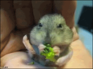 rodent_eating_cute01.gif