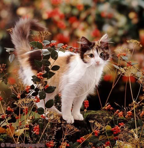 Tortoiseshell Warrior Cats Tortoiseshell Warrior Cats