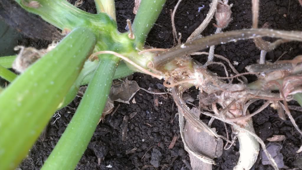 Squash stem splitting? and a SVB question •
