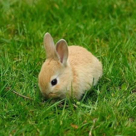 cute_rabbit.jpg